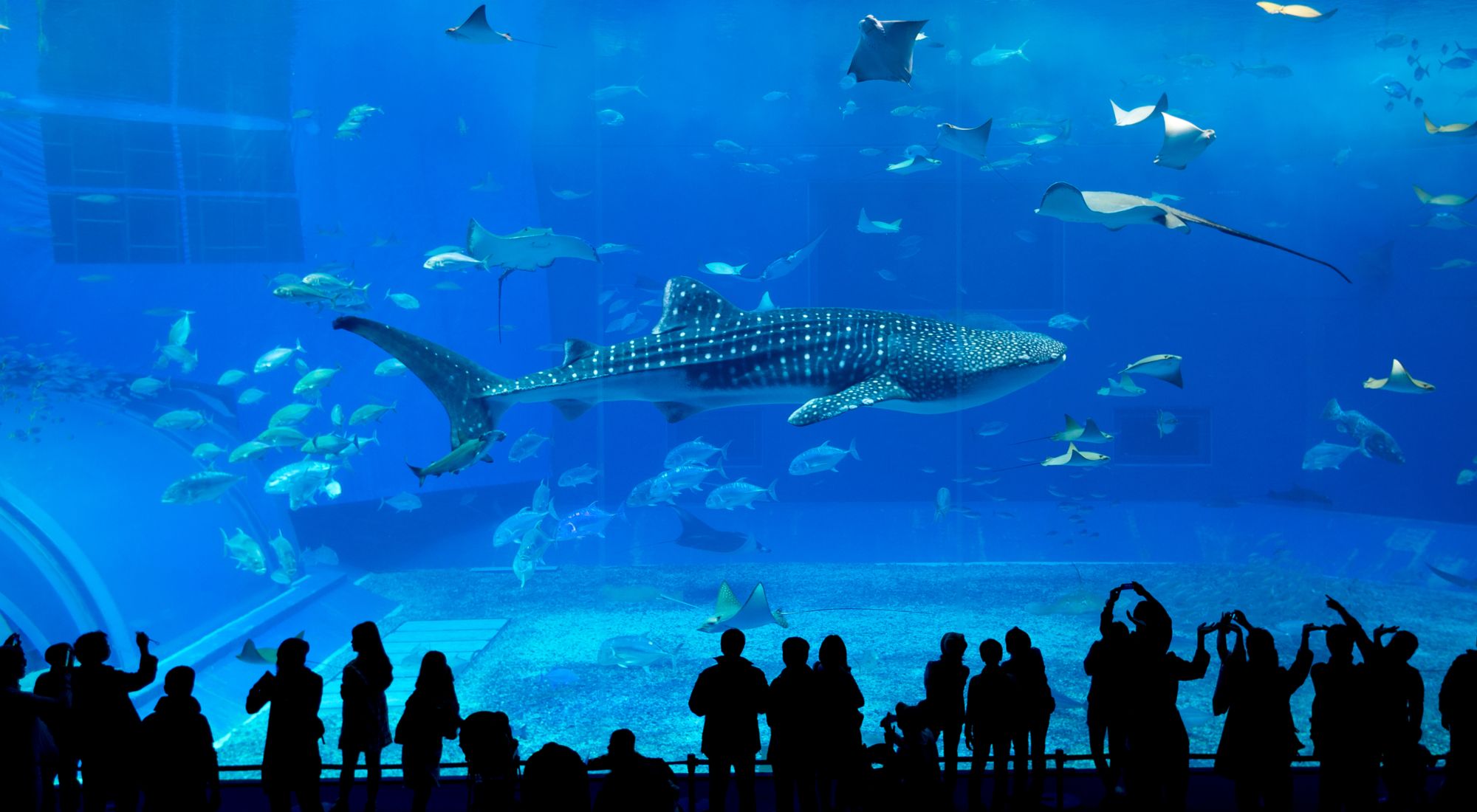 How to Create an Effective Website Homepage_ Through the Eyes of Shark Tank Entrepreneurs